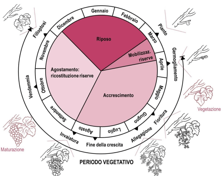 ciclo_vite