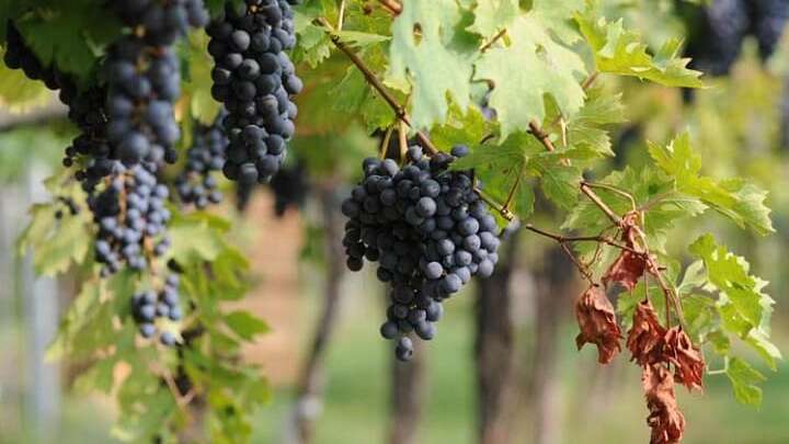 montepulciano_dabruzzo_doc