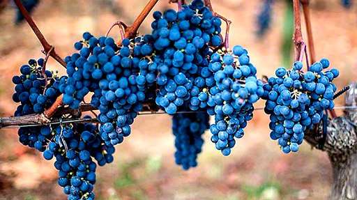 merlot_vitigno