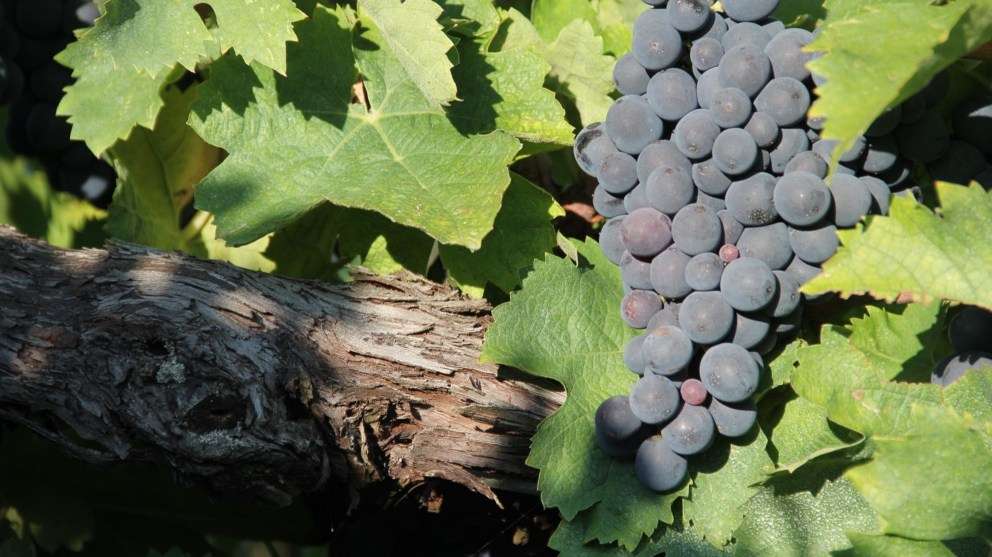 pinot_grigio