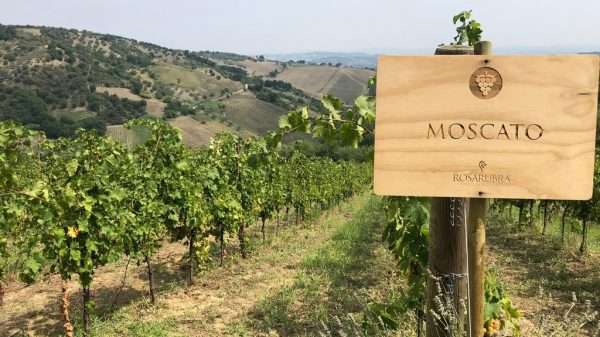 moscato_vitigno