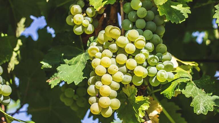sauvignon_blanc