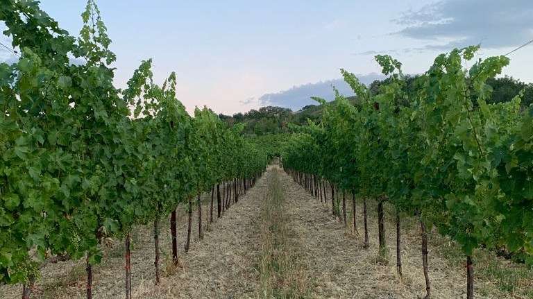 malvasia_vitigno
