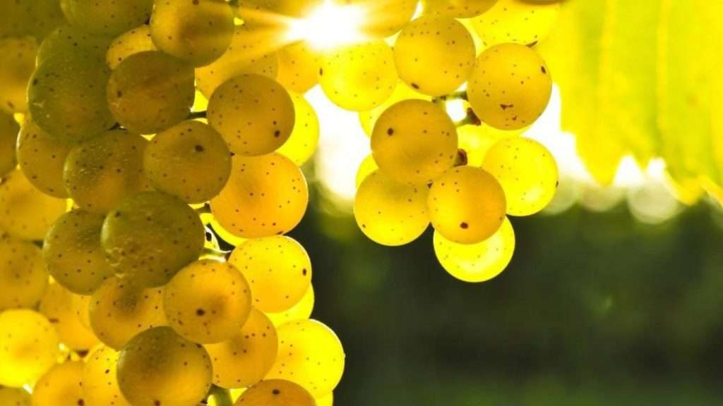 prosecco_glera