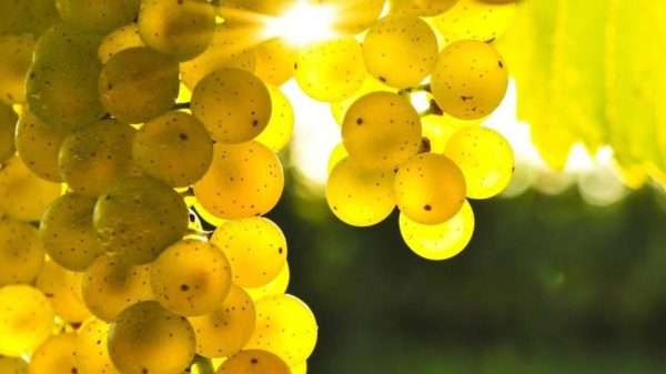 prosecco_glera