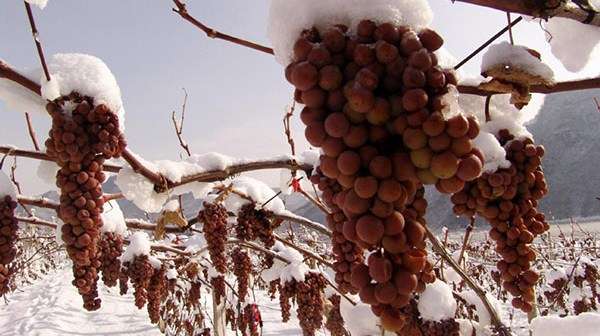 icewine