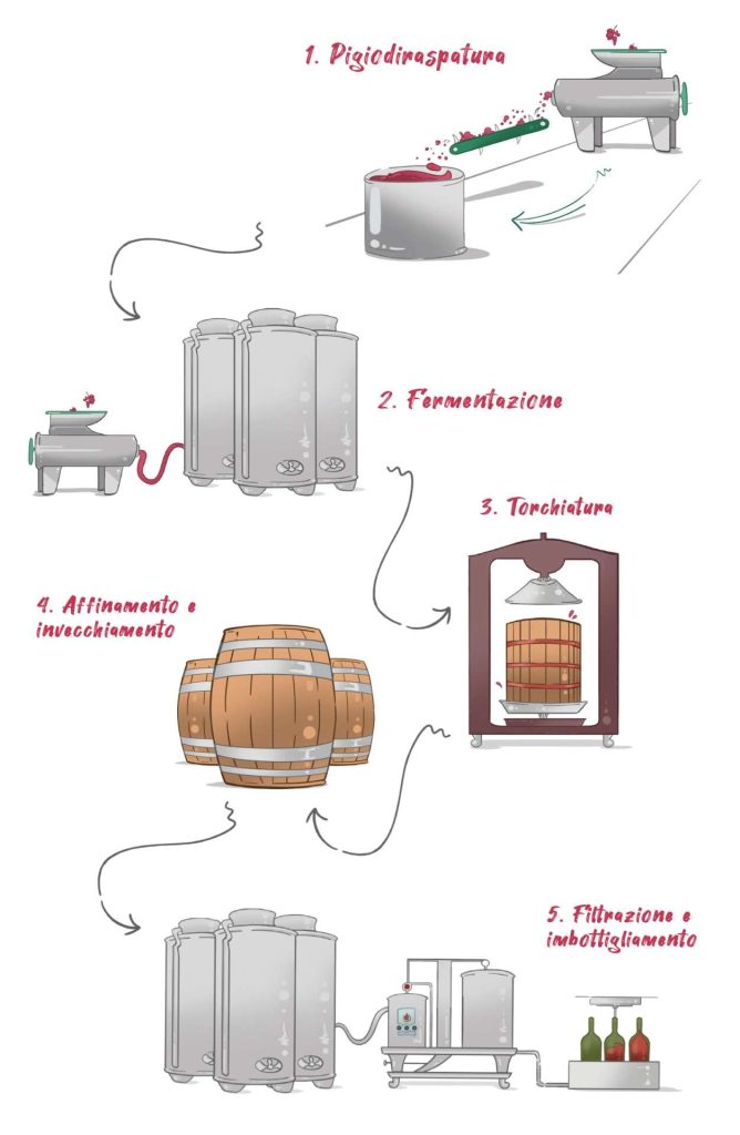 Bere il vino fa male? Ecco il processo di vinificazione